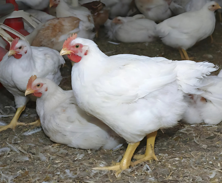 Frangos Cobb 500 brancos em galpão limpo de criação comercial